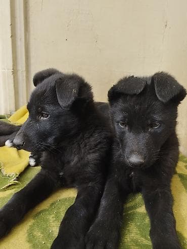 Akvariumlar: 3 ay, Peyvəndli — 1