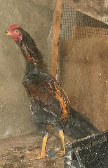 cins it: Salam, Heyratı kül beçə satılır. Cinsi brazil, 7 aylıqdır. Təzə bana — 6