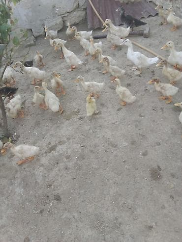 Ördəklər: Salam Pekin kuban ordekler satılır tam saqlam ətlik heyvanlardi — 3