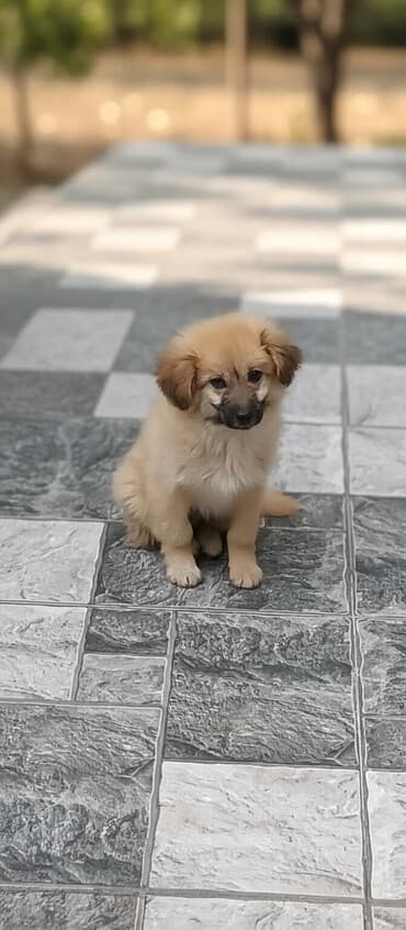 щенок в добрые руки: Пекинес, 3 месяца, Самец, Платная доставка — 2