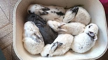 Salam. Çoxlu yerli balalar olur. Qarişiq topdan verilir. 100