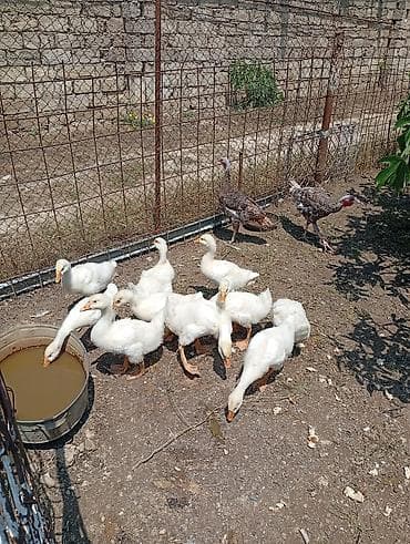 balaca ev itleri: Ay yarımlıq baxımlı qazlar. 10 dənədir. Ünvan: Maştağa (vişnyovka) — 3