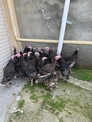 Cücələr: Məhsul: Hinduşka Amerikan bronz hər biri 30 azn Ramanada catdirilma — 3