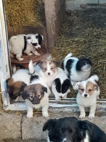 купить кур: Звонок, 3 месяца, Самовывоз — 3