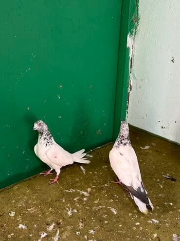 cau cau qiymeti: 2 side mayadi temz pakistanlar qiymet 1 ne aitdi — 1