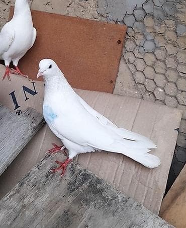 takla goyercin: 3 cu 20 manat 3 de erkeydi 12 12 13 tukduler tutulmadi — 8