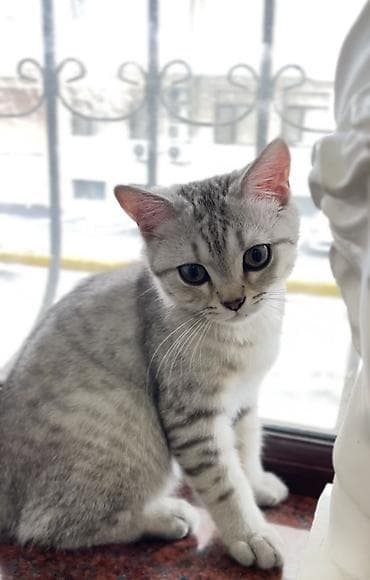 pişik cut: Şotland yastı qulaq — 5