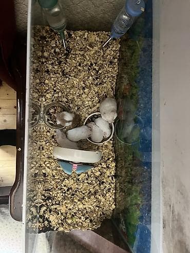 malta iti: Şüşə akvarium tipli qəfəsdə saxlanılan surian hamsterlər üçün tam — 2