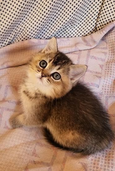 meykun pişik: Şinşilla, Erkək, Dişi, Pulsuz çatdırılma — 2