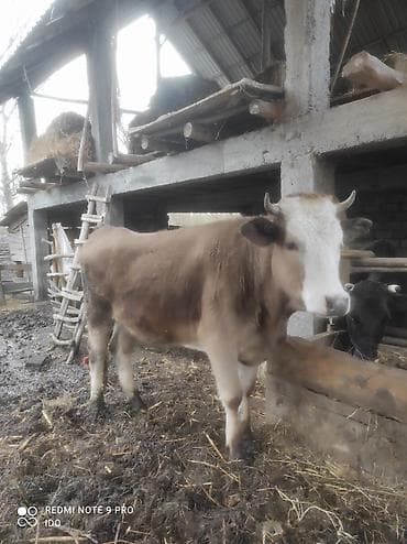 Gəmiricilər: Satılır: düye 2 yaş - Cins tipajı: Şarol/ət-süd istiqaməti - Rəng — 1