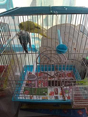 it hekimi bakida: Tutuquşu dişi qəfəs aksessuarlari ilə birlikdə çatdırılma var — 5