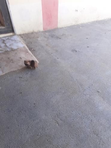 heyvanlar: 300m razlşma var kdaxanda atas şeklin qomşam — 8