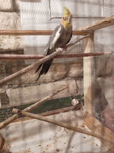 Tutuquşları: Yaşı 1,5 erkəkdir qızğın quşdur — 7