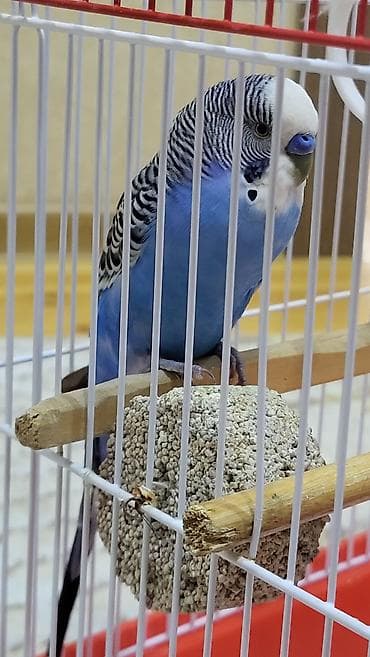 quş ucun qəfəs: Dalğalı tutuquşu və qəfəs dəsti satılır — 2