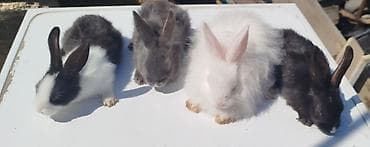 dekorativ dovşan: Satılır: dekorativ dovşan balaları - Növlər: müxtəlif rəngdə — 7