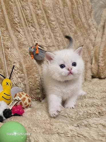 Кошки: Британская — 4