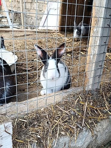 dovsan satisi: Ev şəraitində bəslənən dekorativ dovşanlar balacalar 10 böyüklər 15 — 2