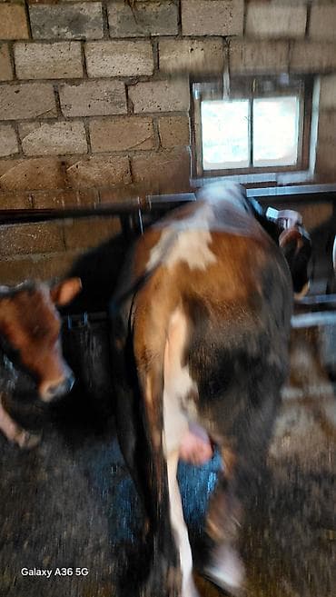 4 dənə bordax dana 170 kilo var