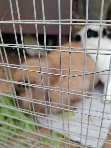 Məhsul: Dovşanlar (evdə bəslənən) Təsvir: - Şəbəkəli volyer/kafesdə