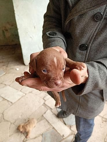 Pitbul, 1 ay, Dişi, Peyvəndli, Ünvandan götürmə