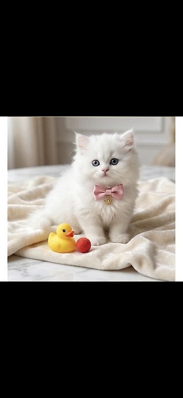 şotland dişi: Şotland, Dişi — 9