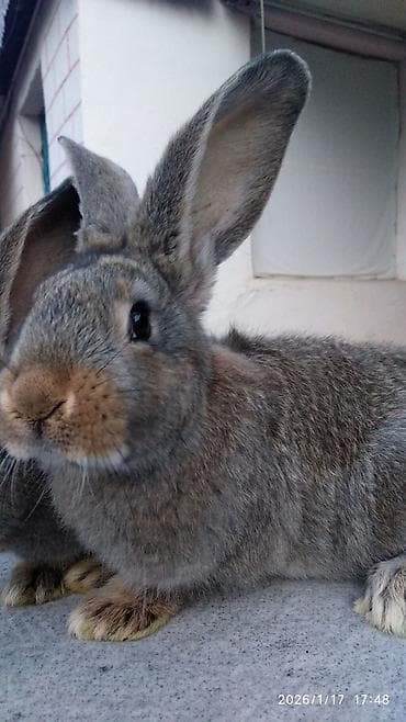 yerli cins inekler: FLANDR (Belçika nəhəngi) – İri ölçü, yüksək gəlir! Təmiz qanlı Flandr — 7