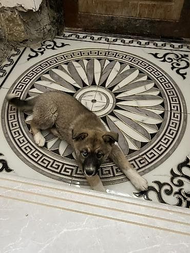 balaca sirin pisikler: Akita-inu, 3 ay, Dişi, Ünvandan götürmə — 4