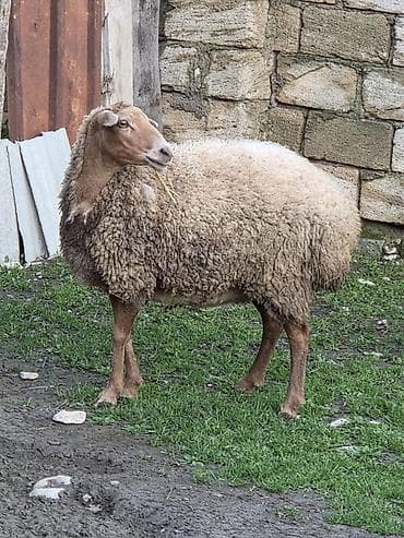 cins ineklerin satisi 2018: Qoyun – yerli damazlıq Salam aleykum Tam sağlam heyvandı Anlayışı — 2
