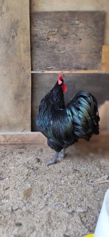 1 ayliq cuce satisi: Avstrolop cinsi cucesi 2.50 1 ayliq 6 manat temiz cins olmagina — 1