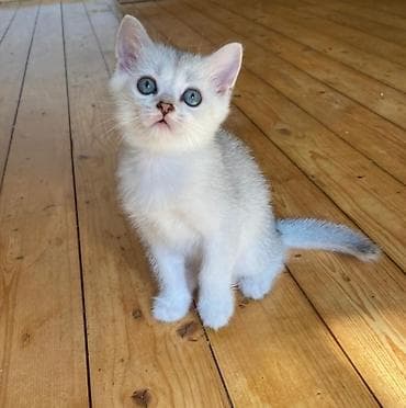 голден шиншилла: Шиншилла, Самка, Самец — 3