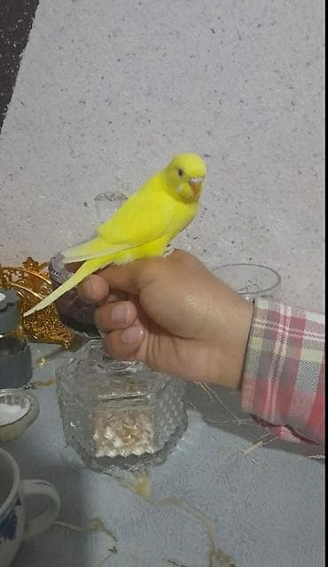 deniz qurdu satisi: Qırmızı göz quş — 2