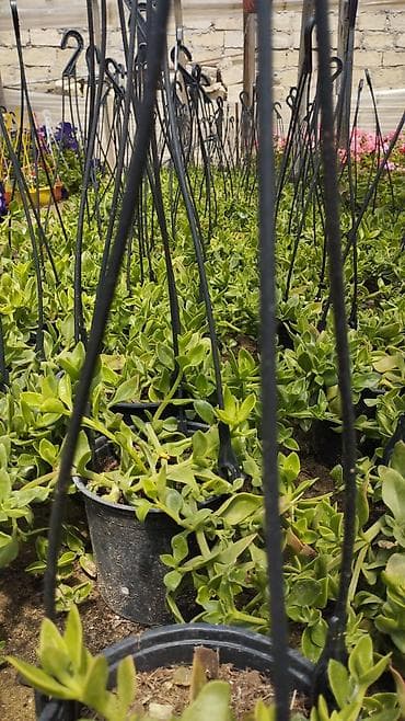 qab gulleri: Məhsul: Saksıda petuniya (Petunia) dekorativ çiçəklər Təsvir: - Rəng — 6