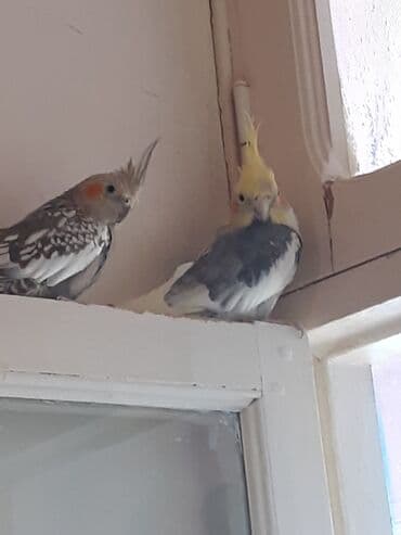 cuce qefes: Nimfa (Cockatiel) cütlüyü – gözəl rəng çalarları və xüsusi baş tacı — 4