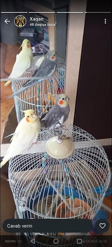 Bülbüllər: Gorduyunuz hamsi usdunde verilir — 2