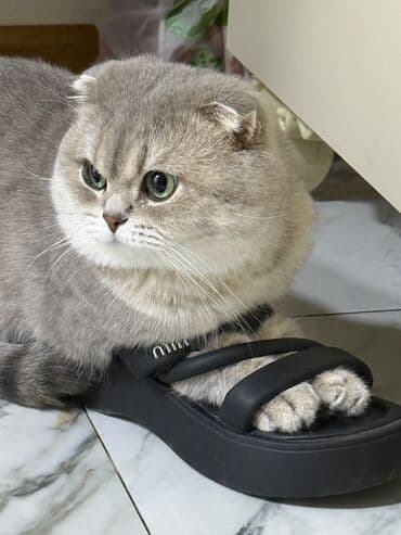 cütleşdirilir: Şinşilla, Erkək, Cütləşmə üçün — 1