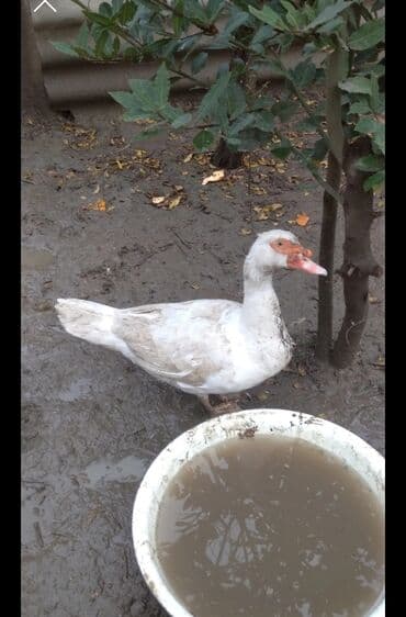 Heyvanlar üçün mallar: Dişi, | Lal ördək, Ətlik, Ünvandan götürmə — 3