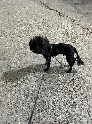 it davasi 2019: 1 il, Erkek, Ünvandan götürmə — 8