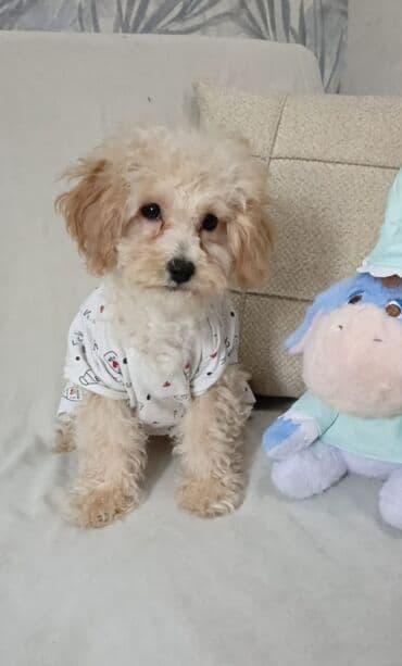 gencede heyvanlar: Pudel, 2 ay, Erkek — 1