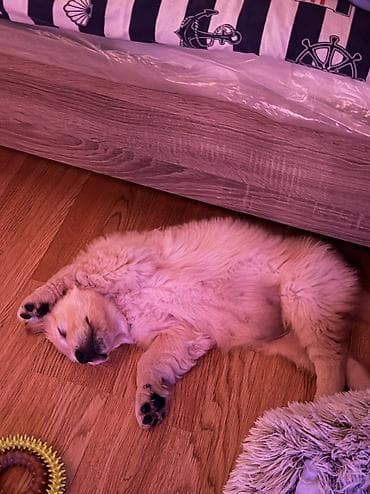 golden retriever price: Retriever, 2 ay, Erkek, Peyvəndli, Ünvandan götürmə — 5