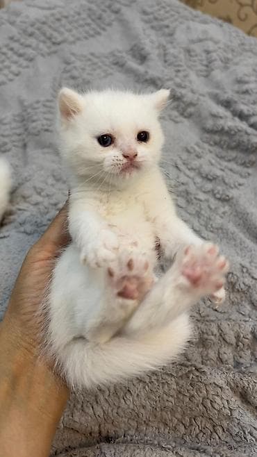 pişiylər: Şotland — 3