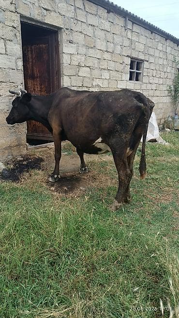 С/х животные и товары: Birinin qiyməti 1700 Ağ rəngli, qısa buynuzlu inək - Tip: Yerli — 7