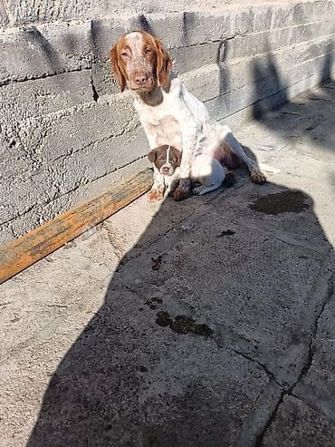 balaca şirin itlər: Ev itləri – ov/çoban tipli balalar PULsuz etibarlı əllərə verilir. itə — 3