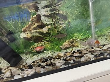 akvarium: Dördbucaq akvarium, Balıqlarla birlikdə, 35 l, Ünvandan götürmə — 4