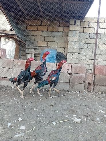 qaz ve ordek satisi: Xoruz, Heyratı, il: 1, Ödənişli çatdırılma — 2