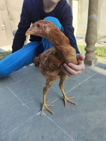 quş: Uzunayaq dalaşqan heyrati cuceler Qara rengde olan xoruz 20 azn — 3