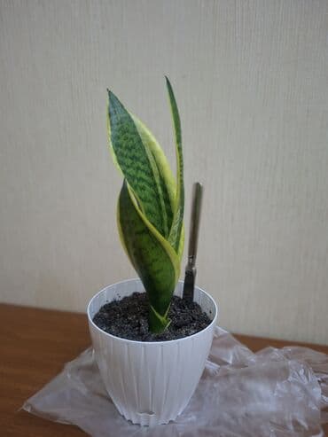 otaq yoldawi: Sansevieriya "Laurentii" Kök atmış sansevieriya (qaynana dili) — 4