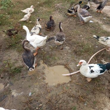 Cücələr: Qaz və ördək sürüsü - Növlər: ağ və boz yerli qazlar, muskovi (indo) — 1