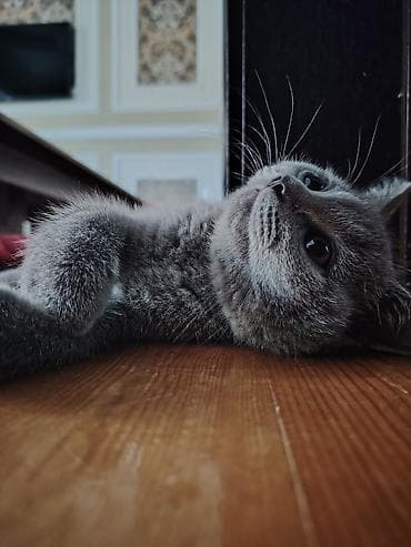 heyvanlar quşlar: Şotland, Erkək, Yaxşı əllərə, Ünvandan götürmə — 6