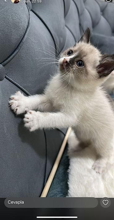 balaca cucə: Britan — 5