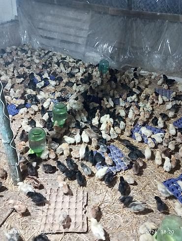 1 aylıq cücələr: Toyuq cücələri, Ətlik — 2